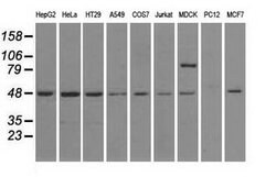 LEMD3 Mouse anti-Canine, Human, Clone: OTI3H2, lyophilized, TrueMAB 100