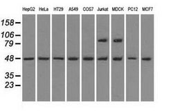 LEMD3 Mouse anti-Canine, Human, Rat, Clone: OTI3H1, lyophilized, TrueMAB