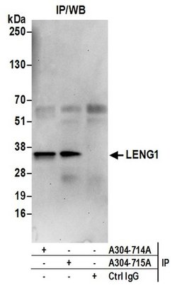 LENG1 Rabbit anti-Human, Polyclonal, Bethyl Laboratories 100 &mu;L; Unconjugated:Antibodies,