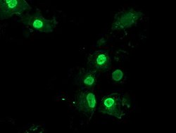 LENG1 Mouse anti-Human, Clone: OTI1G10, lyophilized, TrueMAB 100 &mu;g;