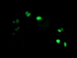 LENG1 Monoclonal Antibody (OTI7E10), TrueMAB , OriGene 100 &mu;L; Unconjugated:Antibodies,