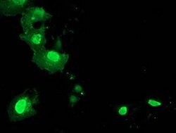 LENG1 Monoclonal Antibody (OTI1D4), TrueMAB , OriGene 30 &mu;L; Unconjugated:Antibodies,