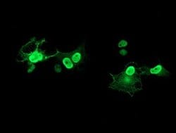 LENG1 Monoclonal Antibody (OTI1C6), TrueMAB , OriGene 100 &mu;L; Unconjugated:Antibodies,
