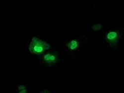 LENG1 Monoclonal Antibody (OTI 9H5), TrueMAB , OriGene 100 &mu;L; Unconjugated:Antibodies,