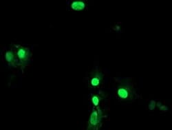 LENG1 Monoclonal Antibody (OTI3G6), TrueMAB , OriGene 100 &mu;L; Unconjugated:Antibodies,