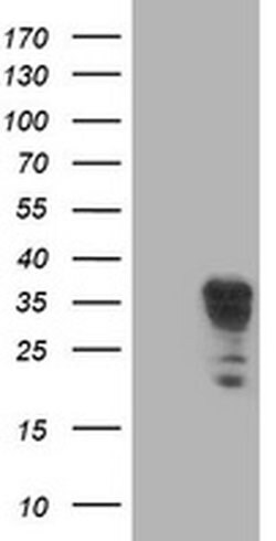 LENG1 Monoclonal Antibody (OTI7E10), TrueMAB , OriGene 100 &mu;L; Unconjugated:Antibodies,