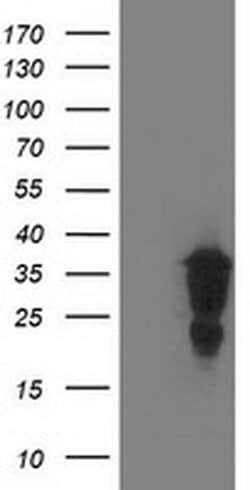LENG1 Monoclonal Antibody (OTI1D4), TrueMAB , OriGene 30 &mu;L; Unconjugated:Antibodies,
