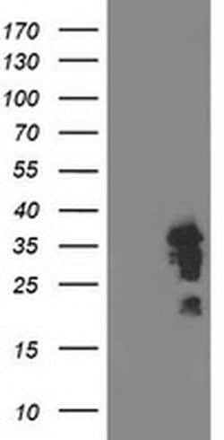 LENG1 Monoclonal Antibody (OTI 9H5), TrueMAB , OriGene 100 &mu;L; Unconjugated:Antibodies,