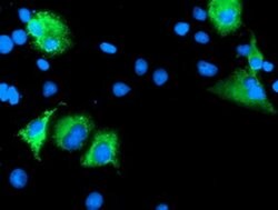 LEPRE1 Monoclonal Antibody (OTI1B4), TrueMAB , OriGene:Antibodies:Primary