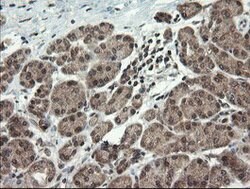 LEPRE1 Mouse anti-Human, Clone: OTI1H3, lyophilized, TrueMAB 100 &mu;g;