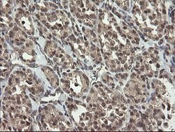 LEPRE1 Mouse anti-Human, Clone: OTI1H3, lyophilized, TrueMAB 100 &mu;g;