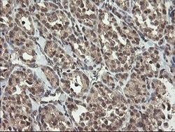 LEPRE1 Monoclonal Antibody (OTI1H3), TrueMAB , OriGene 100 &mu;L; Unconjugated:Antibodies,
