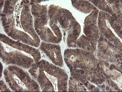 LEPRE1 Mouse anti-Human, Clone: OTI1H3, lyophilized, TrueMAB 100 &mu;g;