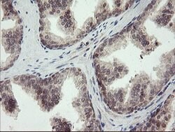 LEPRE1 Mouse anti-Human, Clone: OTI1H3, lyophilized, TrueMAB 100 &mu;g;