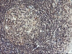 LEPRE1 Mouse anti-Human, Clone: OTI1H3, lyophilized, TrueMAB 100 &mu;g;