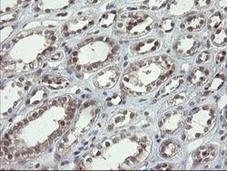 LEPRE1 Mouse anti-Human, Clone: OTI1H3, lyophilized, TrueMAB 100 &mu;g;