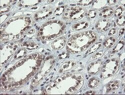 LEPRE1 Monoclonal Antibody (OTI1H3), TrueMAB , OriGene 100 &mu;L; Unconjugated:Antibodies,