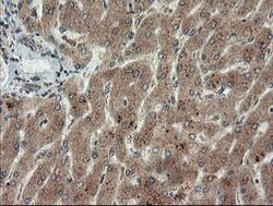 LEPRE1 Mouse anti-Human, Clone: OTI1H3, lyophilized, TrueMAB 100 &mu;g;