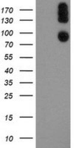 LEPRE1 Mouse anti-Human, Clone: OTI1D2, lyophilized, TrueMAB 100 &mu;g;