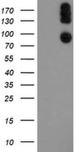 LEPRE1 Monoclonal Antibody (OTI1D2), TrueMAB , OriGene:Antibodies:Primary