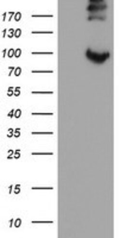 LEPRE1 Mouse anti-Human, Clone: OTI1H3, lyophilized, TrueMAB 100 &mu;g;