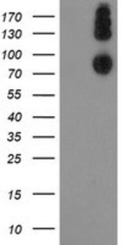 LEPRE1 Mouse anti-Human, Clone: OTI1C4, lyophilized, TrueMAB 100 &mu;g;