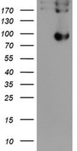 LEPRE1 Monoclonal Antibody (OTI1A2), TrueMAB , OriGene:Antibodies:Primary