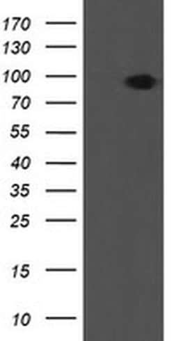 LEPRE1 Monoclonal Antibody (OTI1B4), TrueMAB , OriGene 30 &mu;L; Unconjugated:Antibodies,