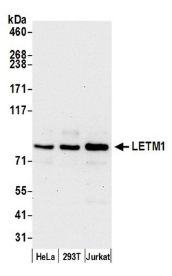 LETM1 Rabbit anti-Human, Polyclonal, Bethyl Laboratories 100 &mu;L; Unconjugated:Antibodies,
