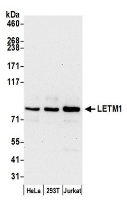 LETM1 Polyclonal Antibody, Bethyl Laboratories:Antibodies:Primary Antibodies