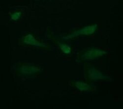 LGALS3 Monoclonal Antibody (OTI1A2), TrueMAB , OriGene 100 &mu;L; Unconjugated:Antibodies,