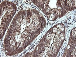 LGALS3 Monoclonal Antibody (OTI1A2), TrueMAB , OriGene 100 &mu;L; Unconjugated:Antibodies,