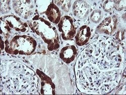 LGALS3 Monoclonal Antibody (OTI1A2), TrueMAB , OriGene 100 &mu;L; Unconjugated:Antibodies,