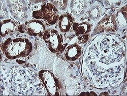 LGALS3 Monoclonal Antibody (OTI1G8), TrueMAB , OriGene 100 &mu;L; Unconjugated:Antibodies,
