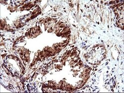 LGALS3 Monoclonal Antibody (OTI1A1), TrueMAB , OriGene 100 &mu;L; Unconjugated:Antibodies,