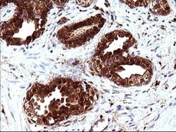 LGALS3 Monoclonal Antibody (OTI1A1), TrueMAB , OriGene 100 &mu;L; Unconjugated:Antibodies,