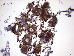 LGALS3 Monoclonal Antibody (OTI1C7), TrueMAB , OriGene:Antibodies:Primary