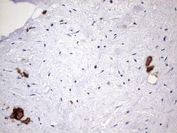 LGALS3 Mouse anti-Human, Clone: OTI1C7, lyophilized, TrueMAB 100 &mu;g;