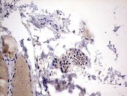 LGALS3 Monoclonal Antibody (OTI1C7), TrueMAB , OriGene 100 &mu;L; Unconjugated:Antibodies,