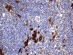 LGALS3 Monoclonal Antibody (OTI1C7), TrueMAB , OriGene 100 &mu;L; Unconjugated:Antibodies,