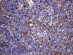 LGALS3 Monoclonal Antibody (OTI1C7), TrueMAB , OriGene 100 &mu;L; Unconjugated:Antibodies,