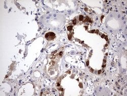 LGALS3 Monoclonal Antibody (OTI1C7), TrueMAB , OriGene 100 &mu;L; Unconjugated:Antibodies,
