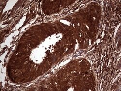LGALS3 Mouse anti-Human, Clone: OTI2F1, lyophilized, TrueMAB 100 &mu;g;