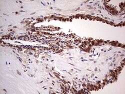 LGALS3 Mouse anti-Human, Clone: OTI2F1, lyophilized, TrueMAB 100 &mu;g;