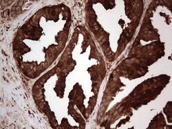 LGALS3 Mouse anti-Human, Clone: OTI2F1, lyophilized, TrueMAB 100 &mu;g;