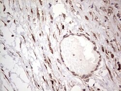 LGALS3 Mouse anti-Human, Clone: OTI2F1, lyophilized, TrueMAB 100 &mu;g;