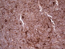 LGALS3 Mouse anti-Human, Clone: OTI2F1, lyophilized, TrueMAB 100 &mu;g;