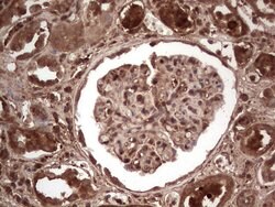 LGALS3 Mouse anti-Human, Clone: OTI2F1, lyophilized, TrueMAB 100 &mu;g;