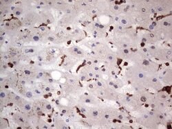 LGALS3 Mouse anti-Human, Clone: OTI2F1, lyophilized, TrueMAB 100 &mu;g;