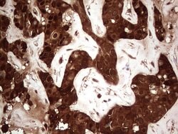 LGALS3 Mouse anti-Human, Clone: OTI2F1, lyophilized, TrueMAB 100 &mu;g;